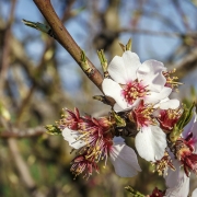 Fleurs d'amandier au printemps