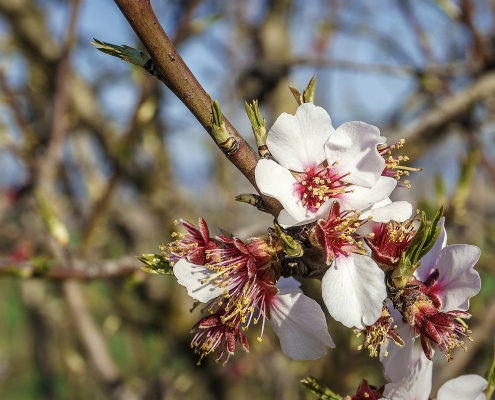 Fleurs d'amandier au printemps