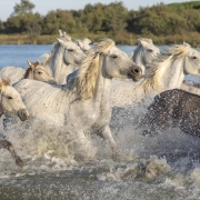 la-camargue