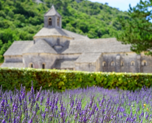 Abbaye Notre Dame de Sénanques et champs de lavandes en fleurs