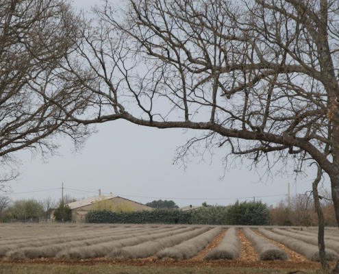 Paysages provençaux hivernaux