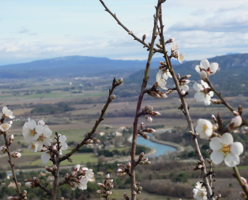 Vallée printanière avec branches d'amandier en fleurs